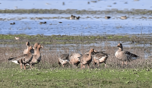 Illustration for Rowmari-Donduwa Wetland Seeks Ramsar Status (Ramsar Wetland)