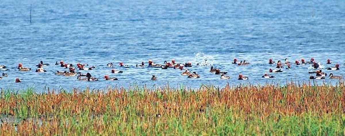 Illustration for Gogabeel Lake Ramsar Recognition (Ramsar Wetland)