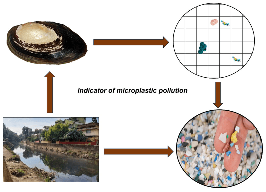 Illustration for Mussels Used as Pollution Bioindicators (Bioindicator Species)