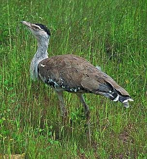 Illustration for Great Indian Bustard Conservation (Critically Endangered)