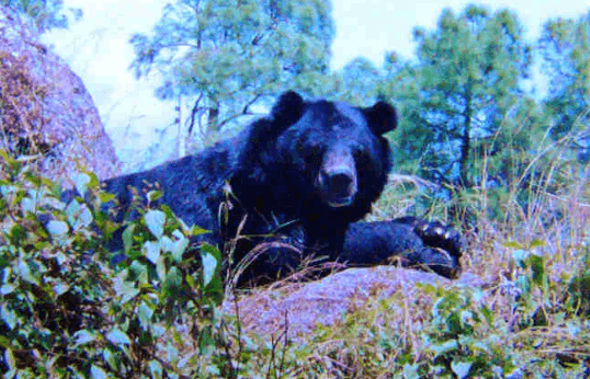 Illustration for Himalayan Black Bear Threats (Vulnerable Species)