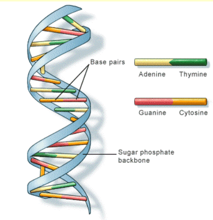 Illustration for DNA Double Helix Structural Model (DNA Structure)