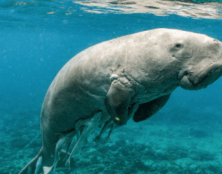 Illustration for BIRSA 101 CRISPR Gene Therapy (Gene Therapy)