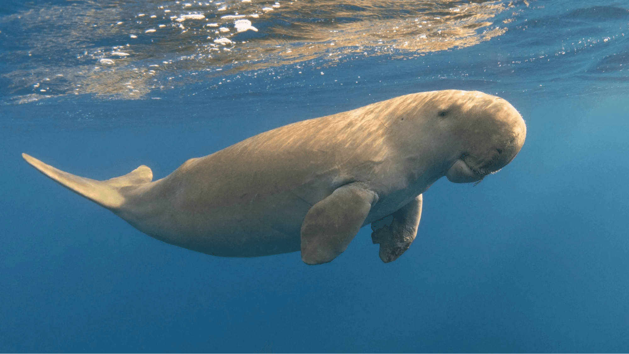 Illustration for Threats Facing Indian Dugongs (Marine Mammals)