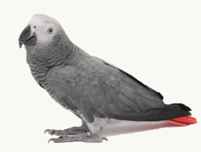 Illustration for Indigenous TnpB Gene Editing Technology (Genome Editing)