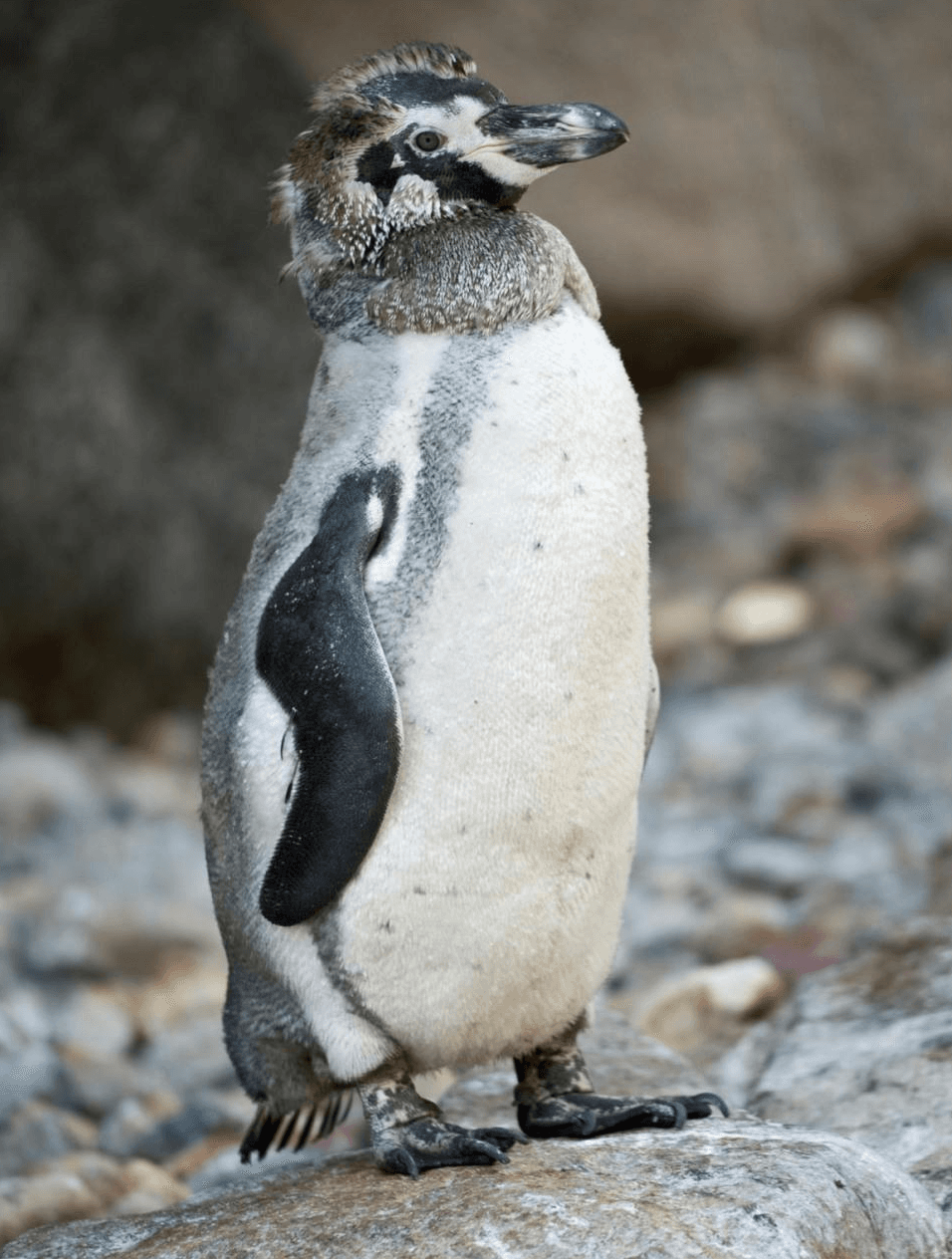 Illustration for US 28-Point Russia-Ukraine Peace Plan (Russia-Ukraine Peace)