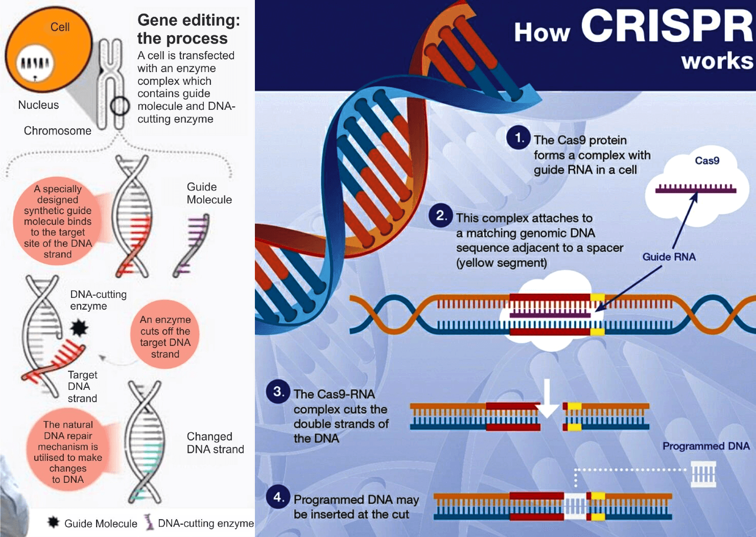 Illustration for India’s Genome-Edited Crop Policy Shift (Genome Editing)