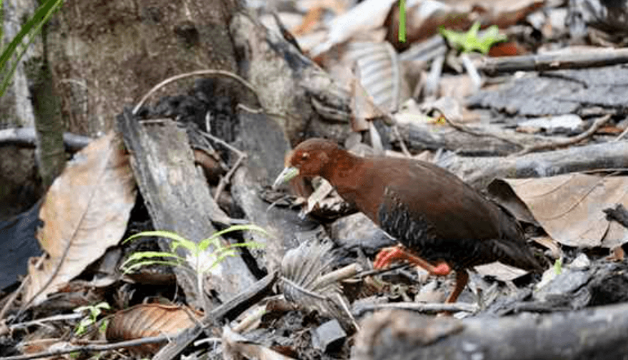Illustration for Great Nicobar Crake Discovery (Endemic Bird)