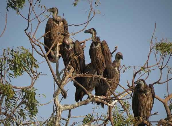 Illustration for Critically Endangered Vulture Release Plan (Vulture Conservation)