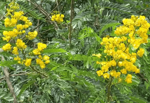 Illustration for Invasive Tree Senna spectabilis (Invasive Species)