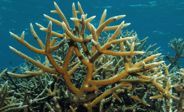 Illustration for Hard Coral Reef Builders Decline (Coral Reefs)