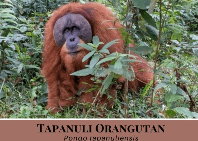 Illustration for Tapanuli Orangutan Cyclone Threat (Critically Endangered)