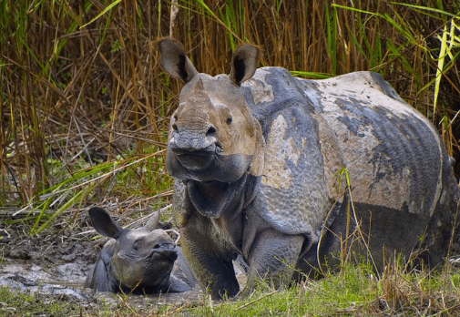 Illustration for Global Rhinoceros Conservation Status (Rhino Conservation)
