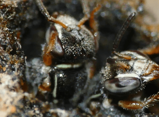 Illustration for Amazon Stingless Bees Rights (Pollinator Species)