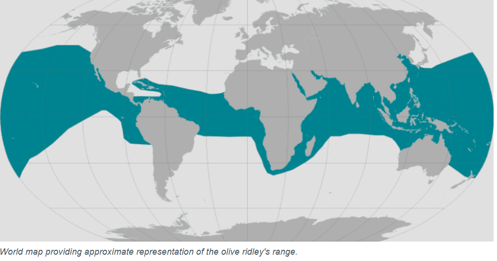 Illustration for Olive Ridley Sea Turtle Conservation (Olive Ridley)