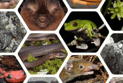 Illustration for 2025 New Species Discoveries in India (New Species)