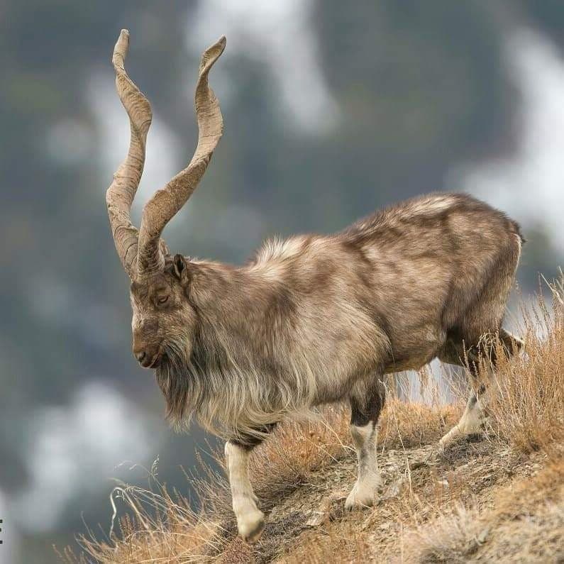 Illustration for Endangered Kashmir Markhor Goat (Endangered Goat)