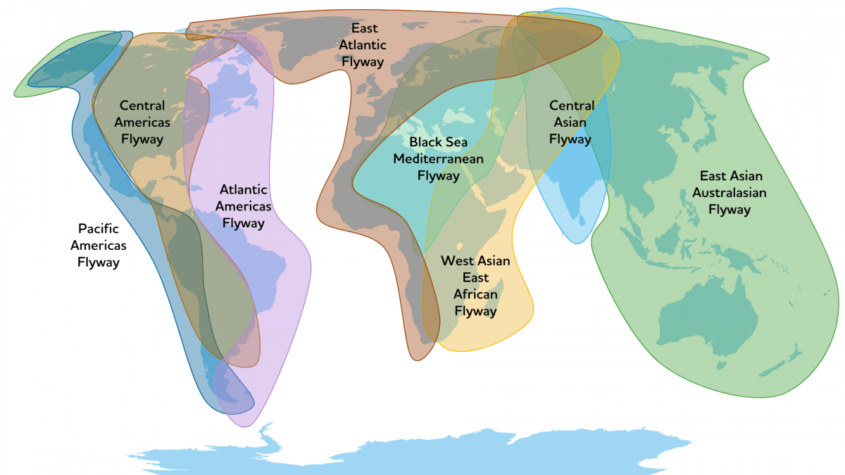 Illustration for Assam Winter Migratory Birds (Migratory Birds Assam)