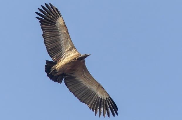 Illustration for Indian Vultures Conservation Status (Indian Vultures)