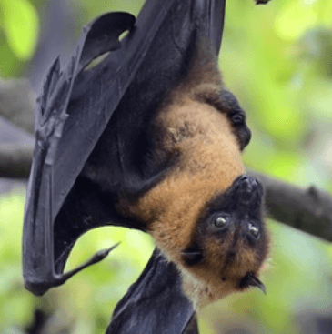 Illustration for Nipah Virus Outbreak Details (Zoonotic Virus)