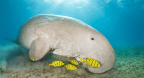 Illustration for Dugong Conservation Concerns (Marine Mammal)