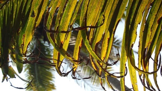 Illustration for Coconut Root Wilt Disease (Plant Disease)