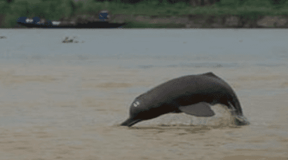 Illustration for Second National Dolphin Population Survey (Project Dolphin)