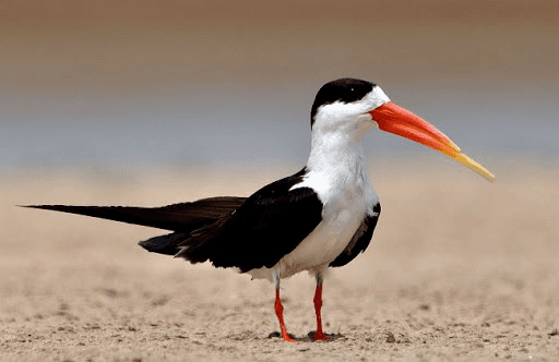Illustration for Indian Skimmer Conservation (Endangered Bird)
