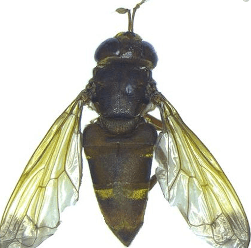 Illustration for Rare Ant Fly Species Discoveries (Ant Fly Species)