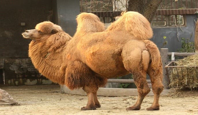 Illustration for Bactrian Camel Cold-Desert Adaptations (Bactrian Camel)