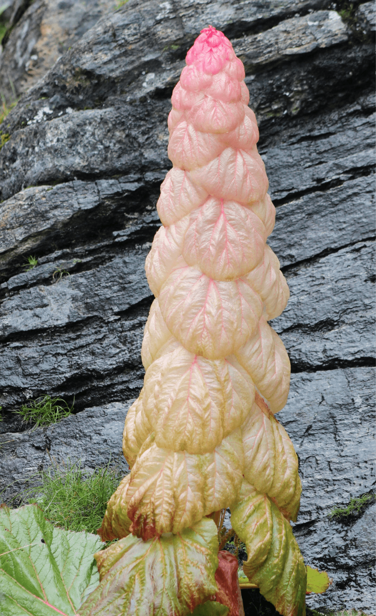 Illustration for Sikkim Sundari Alpine Plant (High-Altitude Flora)
