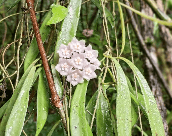 Illustration for Rojava Region Mapping (Syrian Kurd Region)