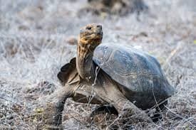 Illustration for Galapagos Giant Tortoise Reintroduction (Giant Tortoise)