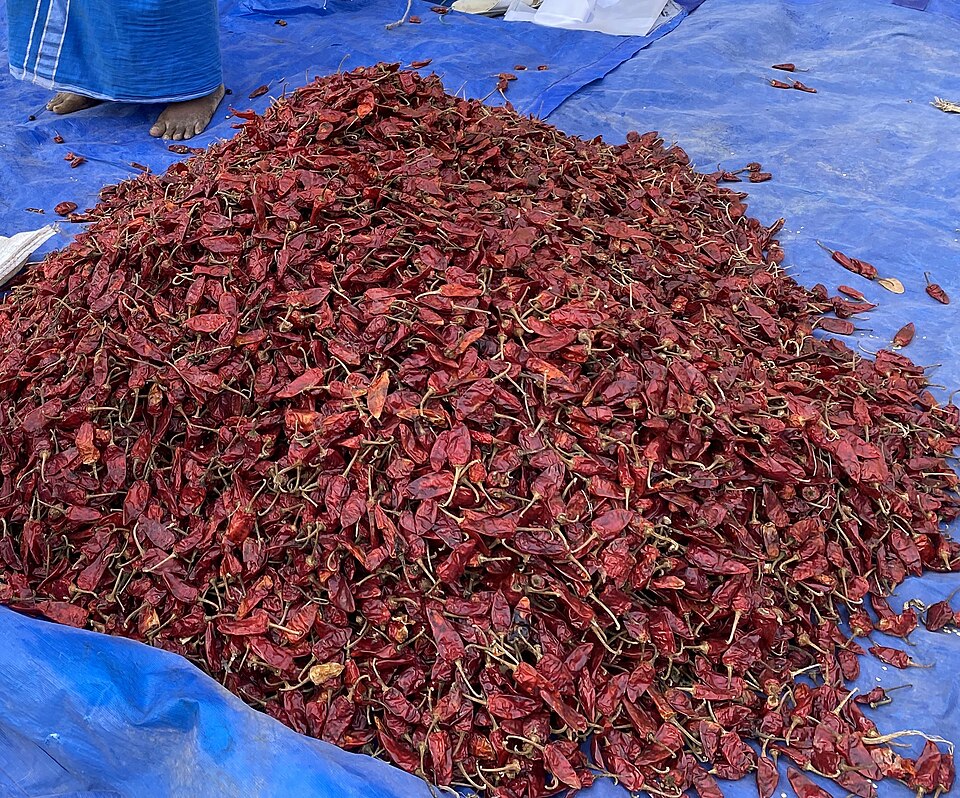 डंठलों समेत सूखी लाल मिर्चों का बड़ा ढेर, नीली तिरपाल पर सुखाने के लिए फैलाया हुआ, और चित्र के किनारे पर एक व्यक्ति के नंगे पाँव तथा लुंगी