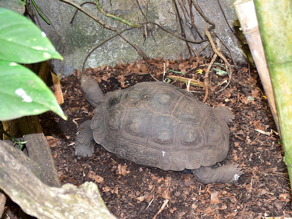 A large Asian forest tortoise (Manouria emys) resting on brown leaf litter beside a mossy rock, its high domed brown carapace showing distinct growth rings on each scute and its scaly limbs tucked alongside
