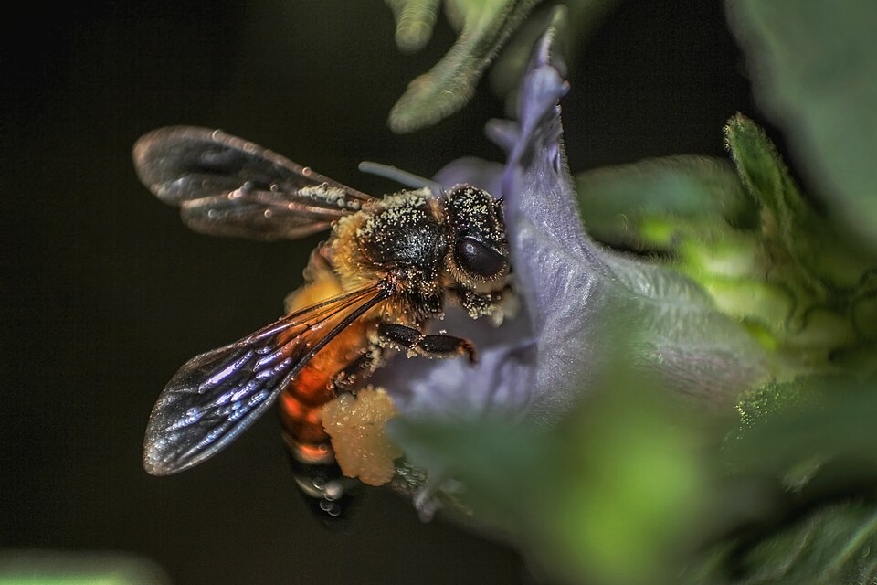 Macro photograph of a honey bee feeding at a pale purple Strobilanthes flower, its head, thorax and legs dusted with pale yellow pollen grains and a packed orange pollen load carried on the hind leg