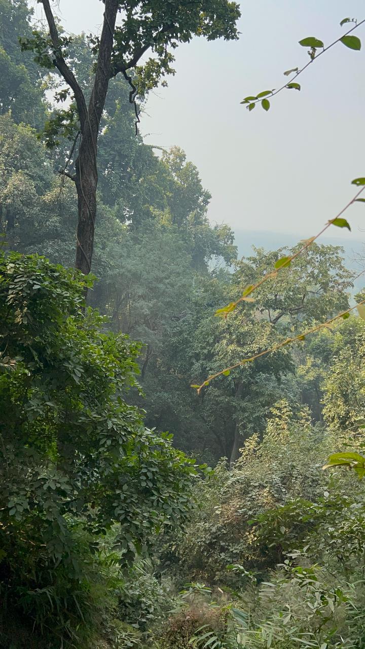 वाल्मीकि बाघ रिज़र्व के भीतर का वन: ढलान पर साल और मिश्रित पर्णपाती चौड़ी पत्तियों की घनी छतरी, अग्रभूमि में उलझी झाड़ियाँ और पेड़ों के पार खुलती धुँध भरी घाटी