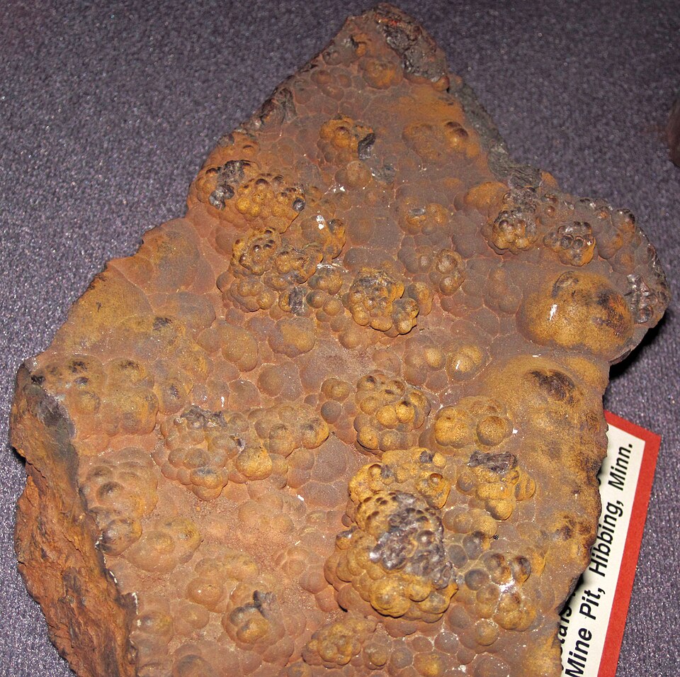 A slab of limonite-goethite iron ore whose whole surface is covered in rounded, grape-like botryoidal knobs in ochre yellow, rust-brown and dull grey, photographed on a grey museum cloth with the edge of a specimen label reading 'Mine Pit, Hibbing, Minn.' at the lower right.