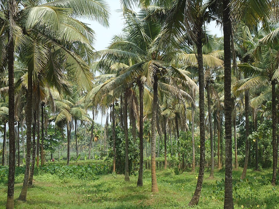 केरल का एक नारियल बगीचा: पतले धूसर, छल्लेदार तनों वाले दर्जनों ऊँचे ताड़ ढीली क़तारों में खड़े हैं, उनके पंखनुमा मुकुट ऊपर एक-दूसरे पर छाए हैं और जहाँ पत्तियाँ तने से मिलती हैं वहाँ हरे नारियलों के कुछ गुच्छे दिखते हैं, नीचे घास और रेंगती हरी झाड़-झंखाड़ की सतह।
