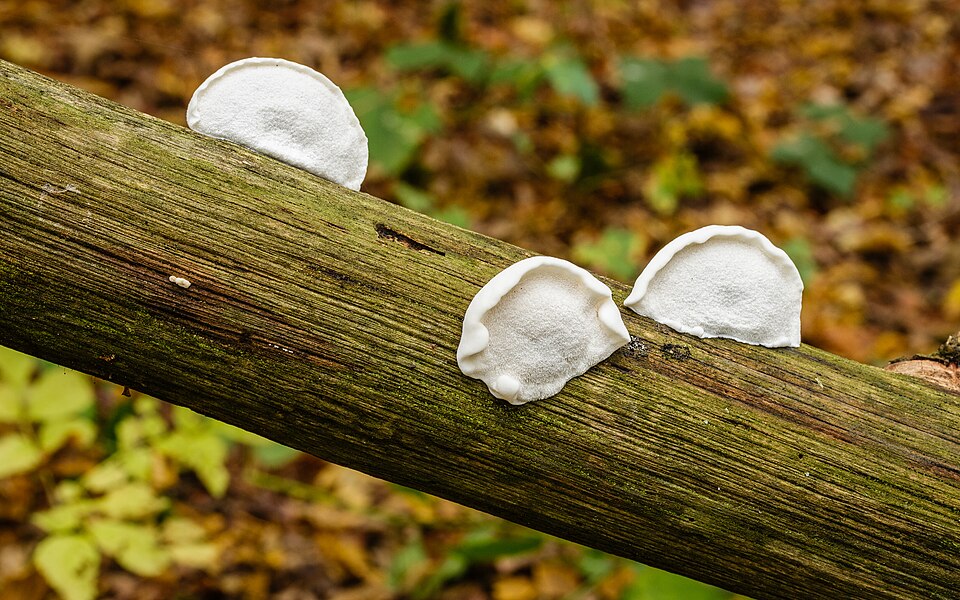 Three young bracket fungi, pure white and shaped like thick half-discs with frilled rims, growing straight out of a fallen branch that lies diagonally across the frame — its bark gone, the bare grain weathered grey and tinged green with algae — against a blurred forest floor of brown and yellow autumn leaves.