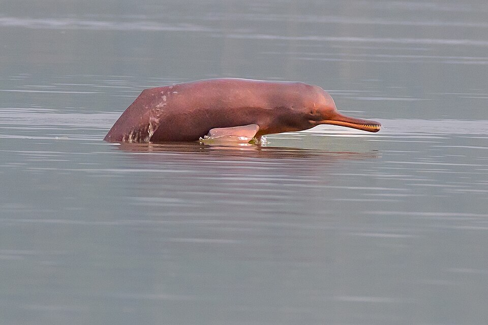 A Gangetic river dolphin surfaced on calm grey-brown water, side on: a pinkish-brown body with a low ridge instead of a dorsal fin, a rounded bulging forehead, a barely visible pinhole eye, and a long slender beak lined with interlocking teeth held just clear of the surface.