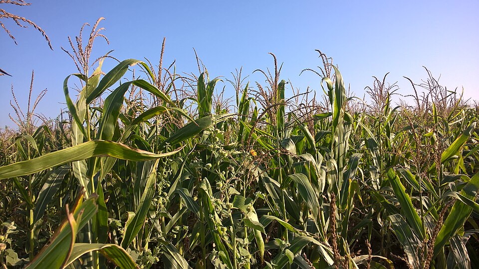 A dense stand of green maize photographed from within the field at head height — broad arching leaves and feathery tassels on tall stalks against a clear blue sky