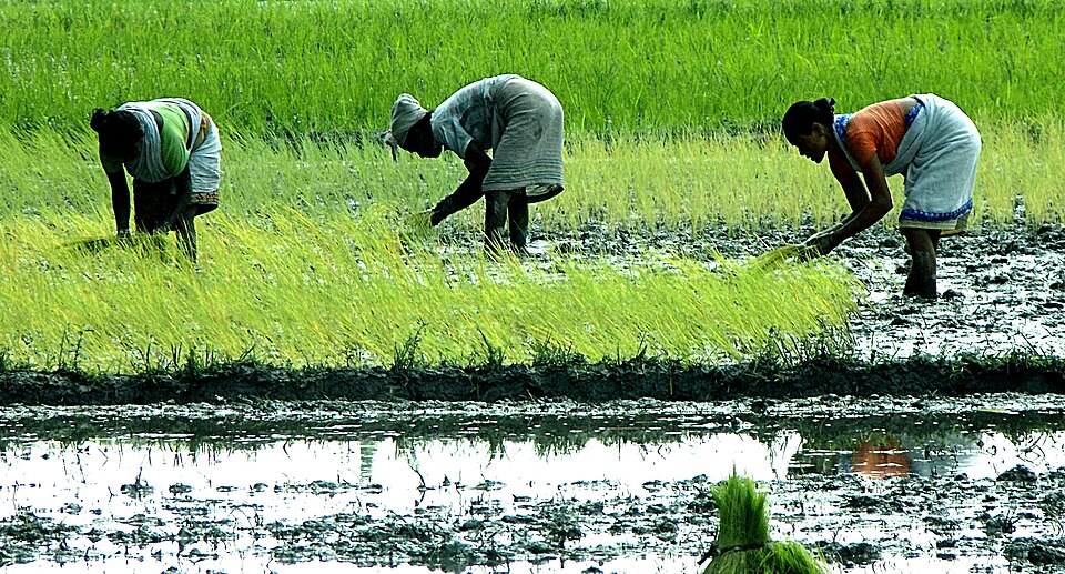 Three women bent double in a flooded paddy field, working a line across the plot — pulling and setting bundles of bright green rice seedlings into the mud, with standing water and a raised bund in the foreground