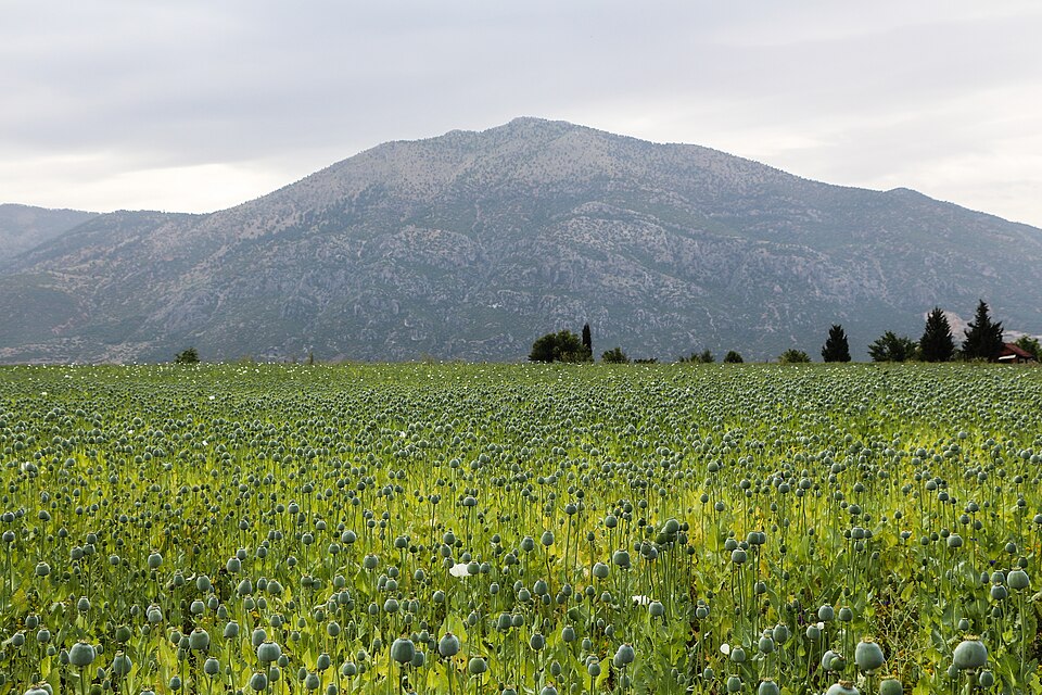 A dense field of opium poppy past flowering — thousands of grey-green seed capsules on upright stalks filling the foreground, a few white petals still open among them, with a bare mountain ridge rising behind the field