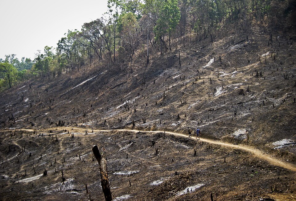 A steep forested hillside in South-East Asia cleared and burnt for shifting cultivation, ash-grey ground studded with charred tree stumps, with unburnt forest still standing along the ridge above