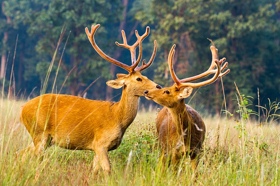 Two barasingha (swamp deer) stags standing in tall open grassland in front of sal forest, both carrying the many-tined antlers that give the species its name