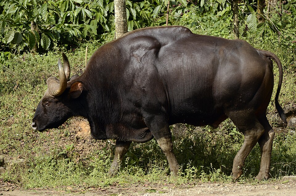 An adult gaur bull walking in profile along a forest edge, its massive near-black body carrying a pronounced muscular ridge over the shoulders, curved pale horns and white-grey stockings on the lower legs