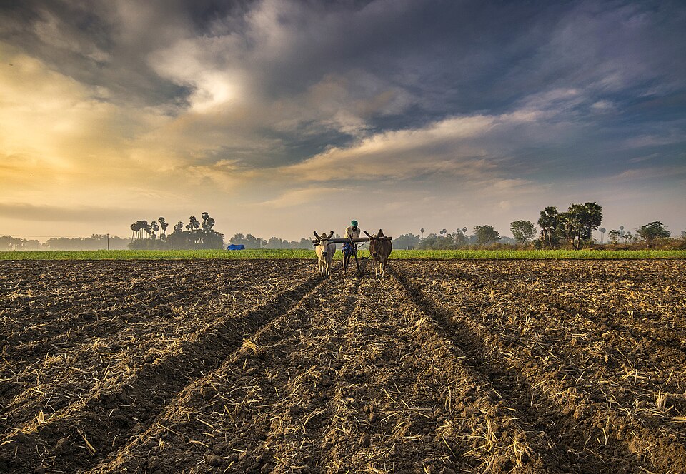 A pair of bullocks yoked to a plough being driven away from the camera along a fresh furrow, the ploughed field running to the horizon under a dawn sky
