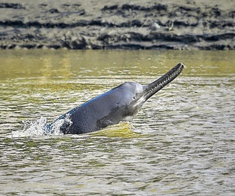 A Ganges river dolphin breaking the surface of a muddy river, its grey back arched clear of the water and its long narrow tooth-lined beak raised into the air