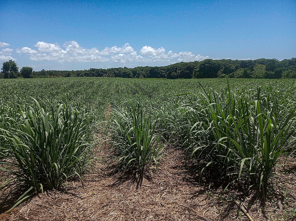 A field of standing sugarcane in rows, each stool throwing up jointed canes with long arching blade-like leaves, trash mulch on the soil between the rows and forest on the horizon